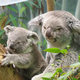 Illustration for article titled Ubuntu 9.10 Karmic Koala Out Now But Still Not As Fuzzy As a Real Koala
